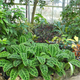 Illustration for article titled Plants Are Definitely Not Conscious, Researchers Argue